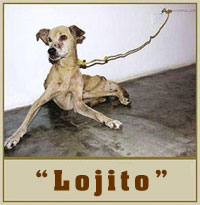 20071108171036-lojito.jpg