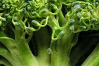 Brócoli al vapor con aderezo de Limón